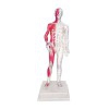 Male Human Body Anatomical Model 85 cm